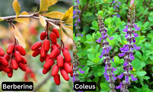 Berberine and Coleus plant ingredients used in TrimPure Gold Patch